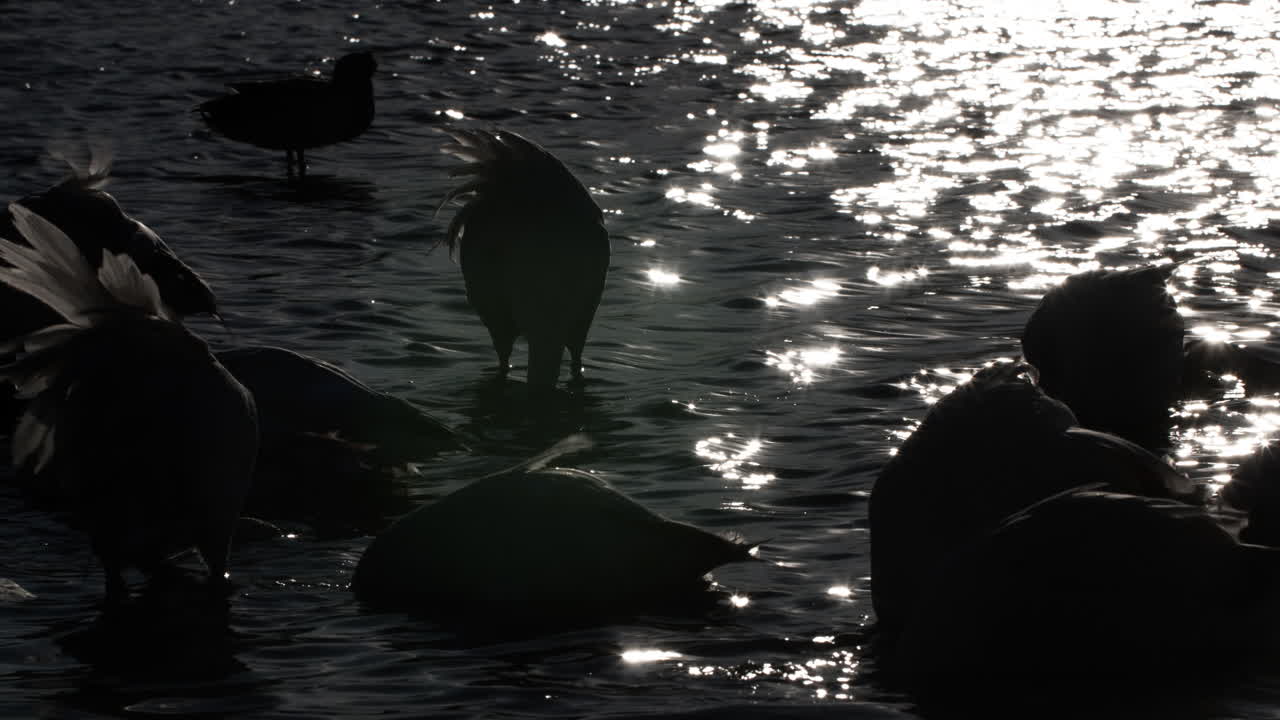 фламинго кин 4k 17