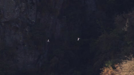 pair of doves flying fast across a woodland on sides of the andes mountains