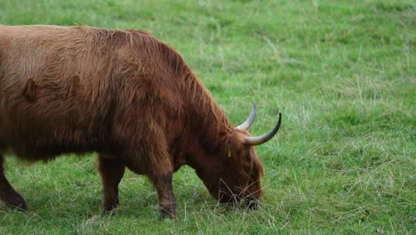 Vaca-De-Las-Tierras-Altas-Caminando-Y-Comiendo-Hierba-Verde-De-Izquierda-A-Derecha,-Vista-Fija