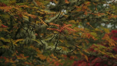 Hermosos-Colores-De-La-Naturaleza-Otoñal-De-Los-árboles-De-Helecho-Se-Balancean-En-La-Brisa-De-La-Mañana