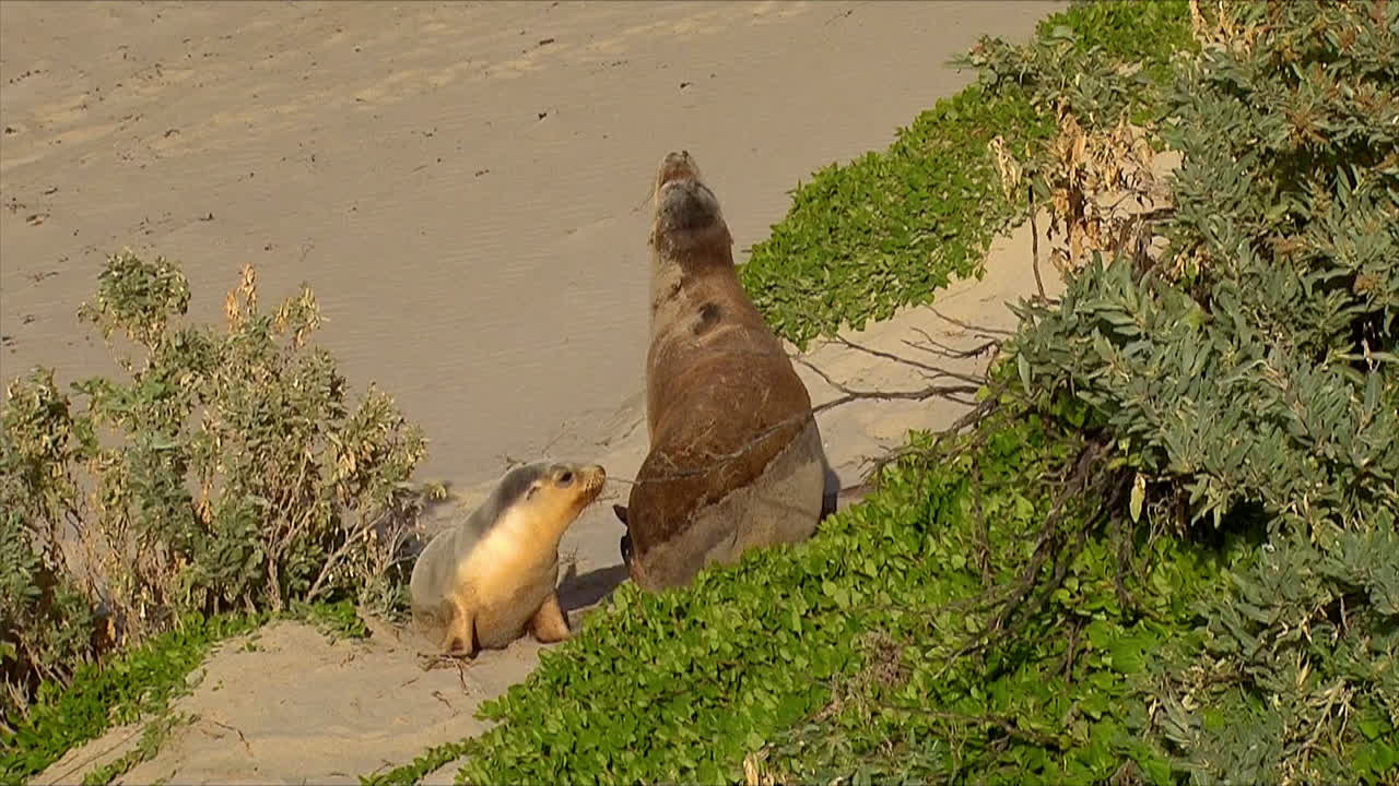 아기 호주 물개는 어머니를 쫓아 오스트레일리아 캥거루 섬의 해변에서 간호하려고 합니다.