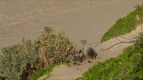 Bebé-Lobos-Marinos-Australianos-Persiguen-A-Sus-Madres-E-Intentan-Amamantar-En-Una-Playa-En-La-Isla-Canguro,-Australia