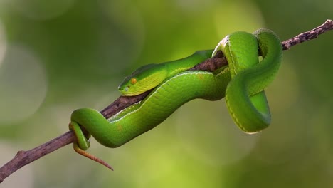 The-White-lipped-Pit-Viper-is-a-venomous-pit-viper-endemic-to-Southeast-Asia-and-is-often-found-during-the-night-waiting-on-a-branch-or-limb-of-a-tree-near-a-body-of-water-with-plenty-of-food-items