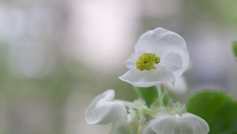 close-up of white begonia flower in bloom