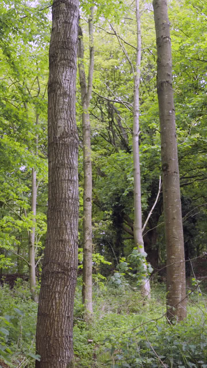 hombre vertical en bicicleta de montaña haciendo un salto en el aire en un sendero de tierra a través del bosque