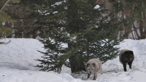 arctic-foxes-trotting-down-winter-path-slomo