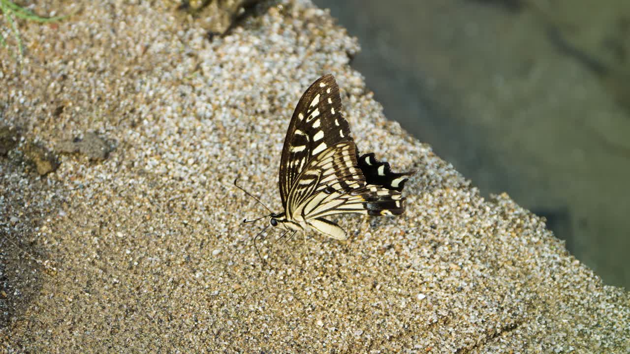 Papilio xuthus, la farfalla coda di rondine asiatica, farfalla coda di rondine gialla cinese che rilascia liquidi posata sulla sabbia vicino all'acqua in Corea del Sud - primo piano in slow motion.