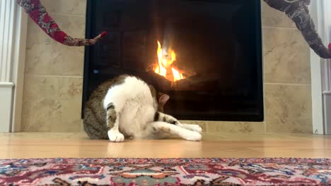 house cat grooming itself in a home with a warm fireplace