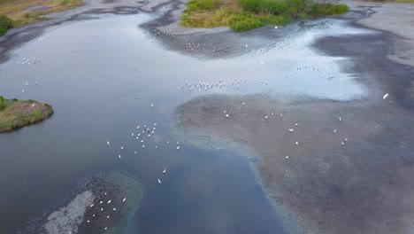 Toma-Aérea-De-Drones:-Una-Laguna-Tropical,-Llena-De-Pájaros-Blancos-Que-Viven-Sobre-El-Agua-Estancada