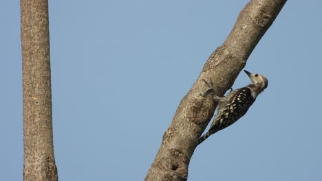 pájaro carpintero hembra. .