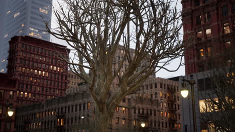 cityscape at night with bare tree