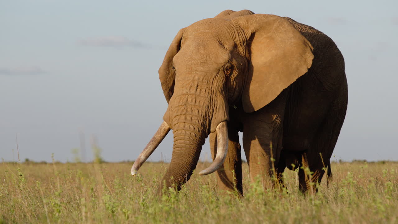 Bred parallax-gimbal af en afrikansk savanneelefant, der står