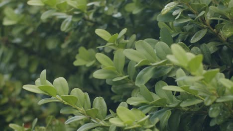 Leafs-of-a-common-box-tree-moving-in-the-wind