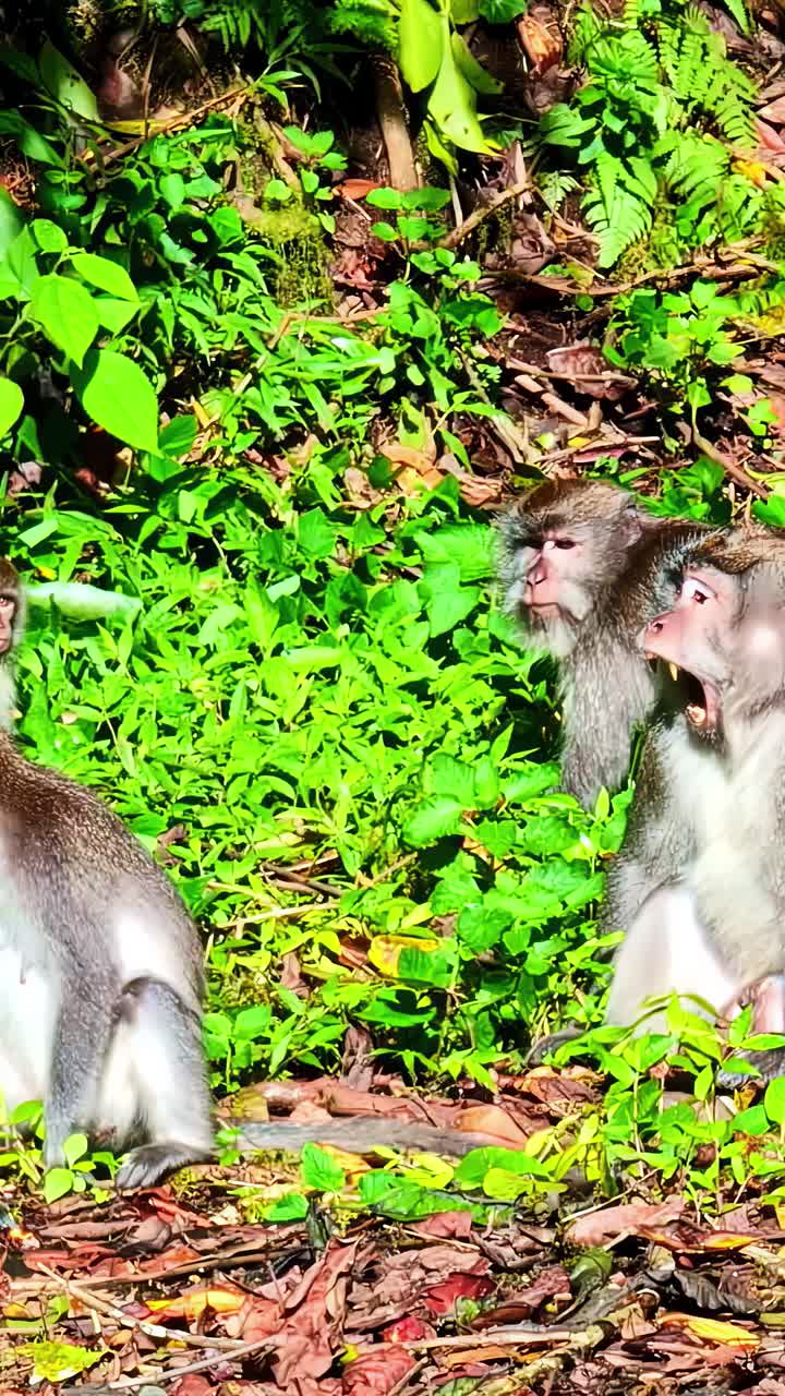 Giant macaque of Southeast Asia walking in slow motion with the crew