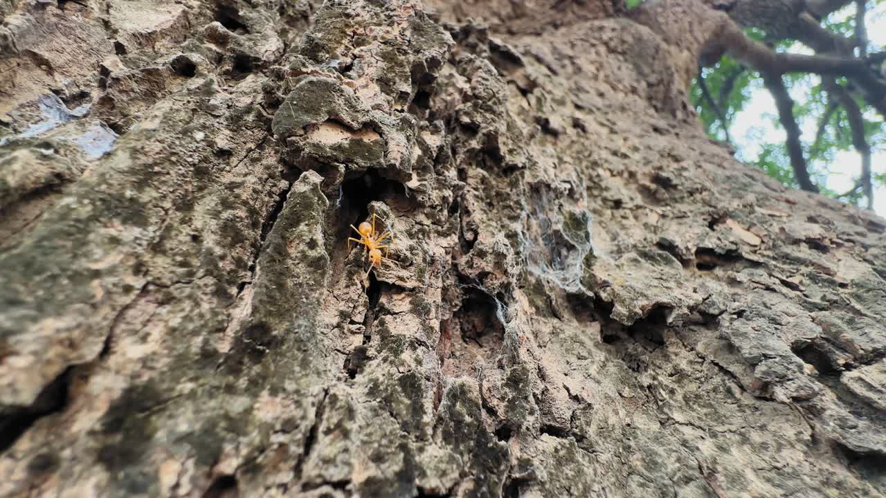 Primo piano statico di una formica tessitrice asiatica arancione che striscia sulla corteccia di un albero di mango, che mostra la consistenza ruvida del legno screpolato, le cavità naturali e una profondità di campo ridotta alla luce del giorno