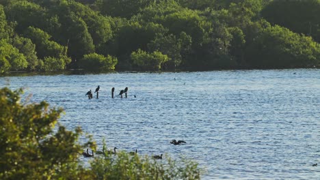 waterfowl, birds on a beautiful blue lake surrounded by greenery, wide shot static