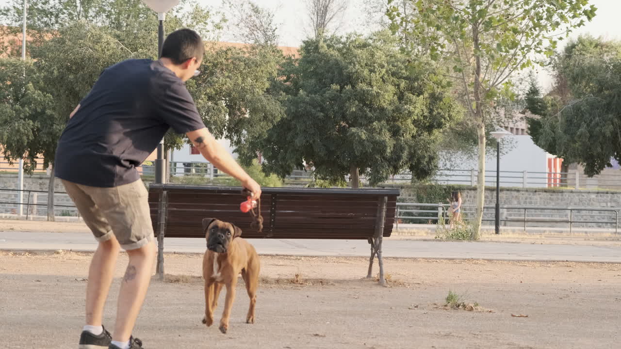 Dog jumping off a park bench at sunset, slow motion video, 60 fps