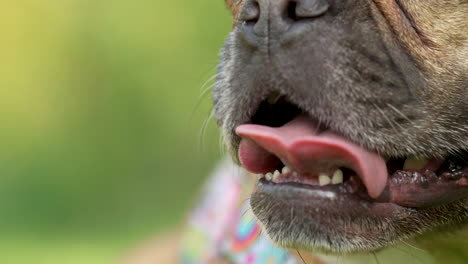 close-up of a tired french bulldog with its tongue sticking out