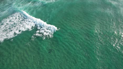 humpback whales and dolphins in tropical sea in new south wales, australia - aerial drone shot