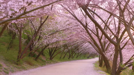 pathway through cherry blossom trees
