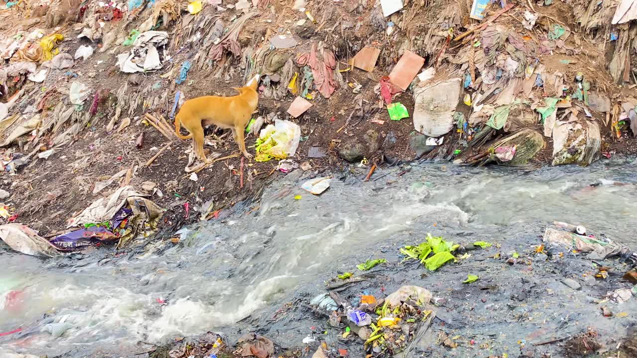 Dog eating garbage waste beside a sewage stream, environment pollution in Bangladesh