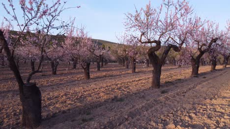 orchard with blooming almond trees with pink flowers at romantic sunset - shot among trees and above them