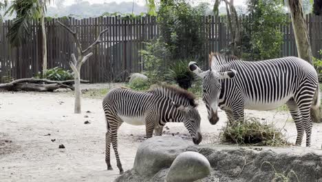 Zwei-Grevy-Zebras,-Die-Auf-Trockenem-Heu-Fressen-Und-Kopf-Und-Körper-Schütteln,-Um-Die-Lästigen-Bremsen-Im-Safari-Zoo-Von-Singapur,-Mandai-Wildlife-Reserves,-Abzuschrecken