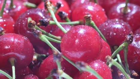 close-up of fresh, juicy cherries