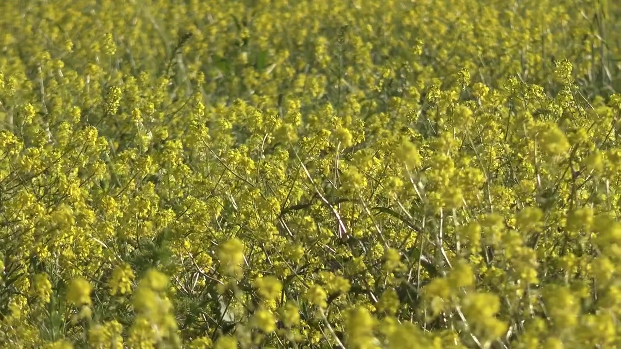 Campo di fiori di colza gialli in fiore che ondeggiano al vento