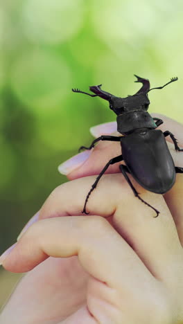 big horned beetle. stag beetle on a hand. (lucanus cervus) vertical video