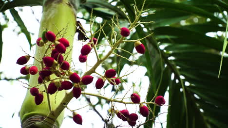 red betel nut fruits hanging on areca palm tree on a windy day