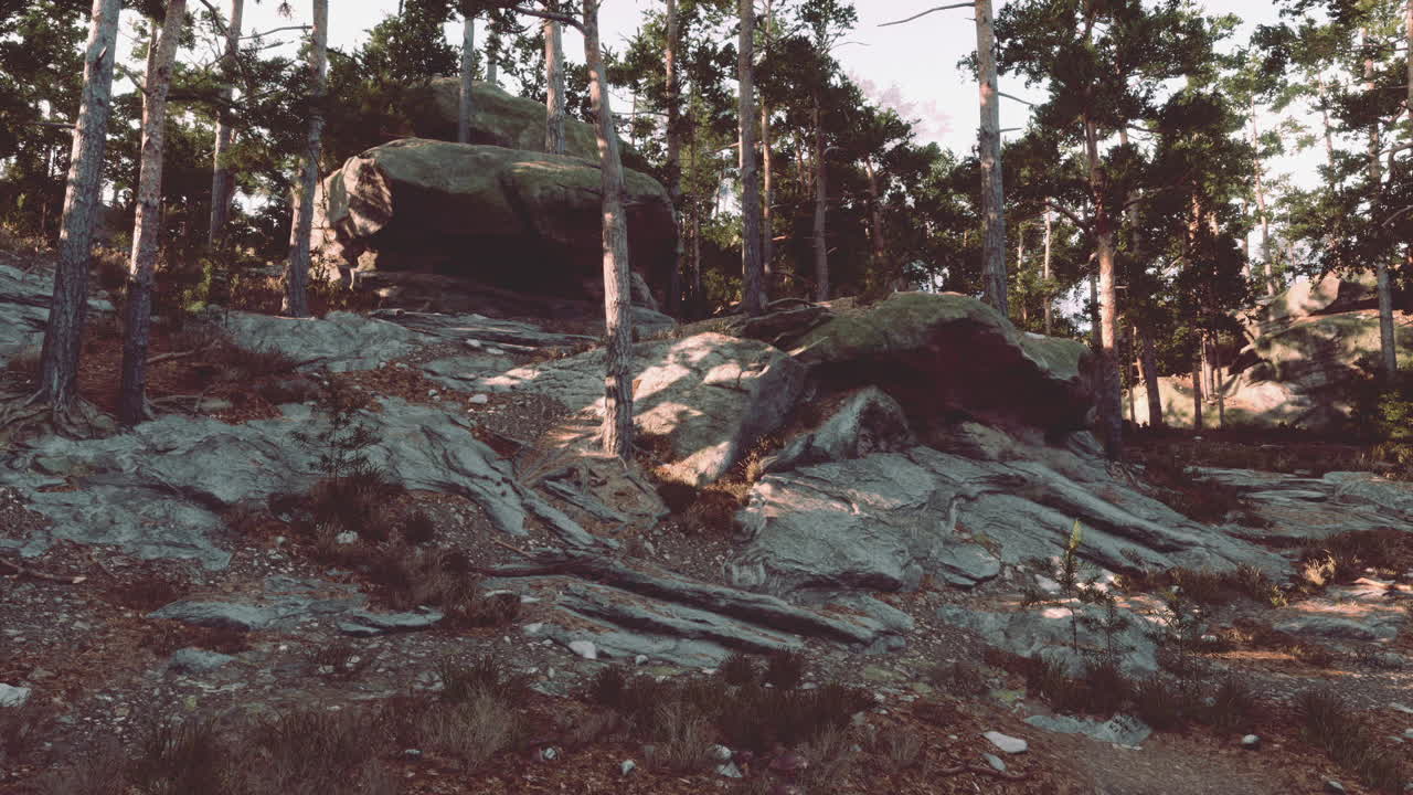 Rugged terrain with large boulders surrounded by trees in the afternoon light