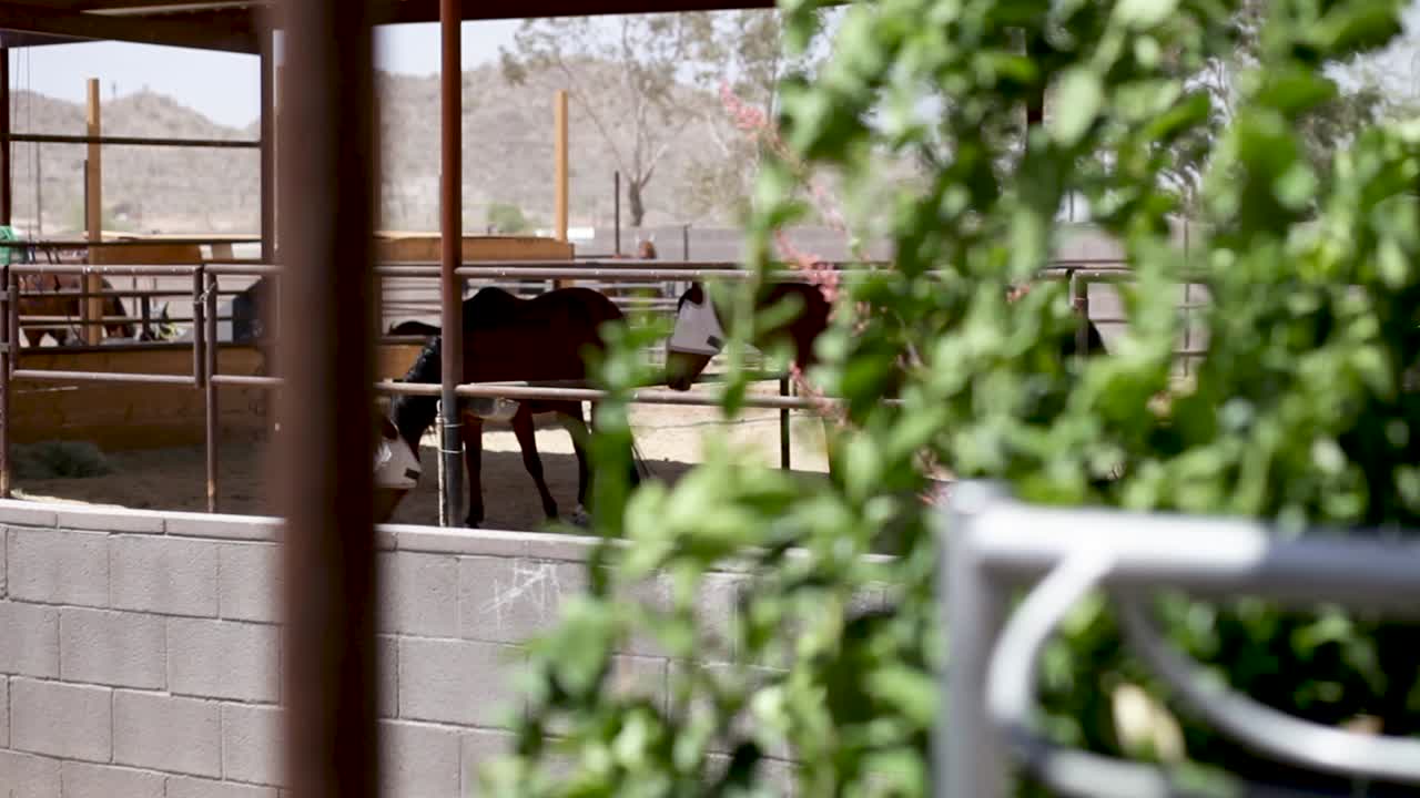 방목장에 있는 말. 피사계 심도