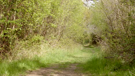 Pista-De-Paseo-Por-El-Bosque-Antiguo-Y-Cubierto-De-Hierba