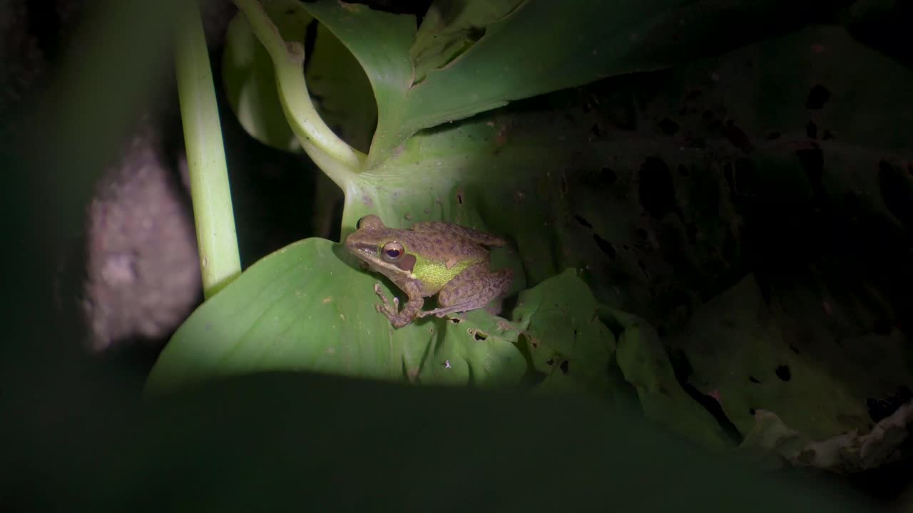 Malayan White-lipped Frog (Chalcorana labialis) on leaf. Night jungle safari in tropical rainforest of Malaysia National Park, Gunung Lambak.