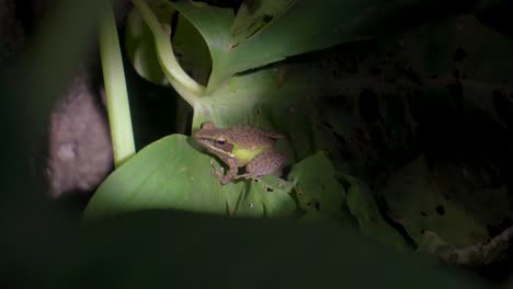 malayan white-lipped frog (chalcorana labialis) on leaf. night jungle safari in tropical rainforest of malaysia national park, gunung lambak.