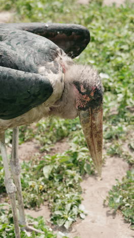 close-up of a marabou stork