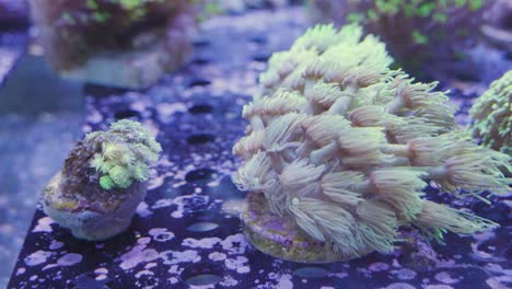 Wunderschöne-Seeanemone-Auf-Einem-Sockel-Zum-Verkauf-In-Einem-Aquarium