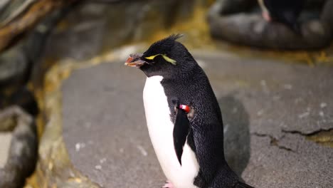 a penguin calls out while standing among rocks.