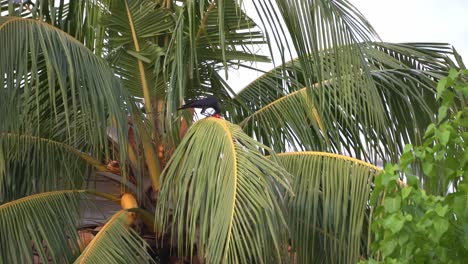 crows search the food from food plastic bag