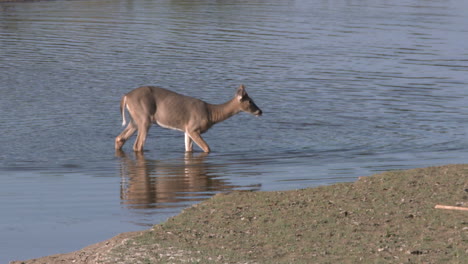 venado cola blanca, machos y hembras, en montana