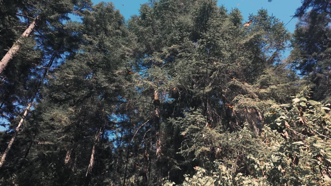 Distinctive Monarch Butterflies Flying Peacefully Between Trees, El Rosario Michoacan, Mexico