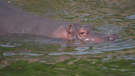 hipopótamo adulto solitário submergindo afundando