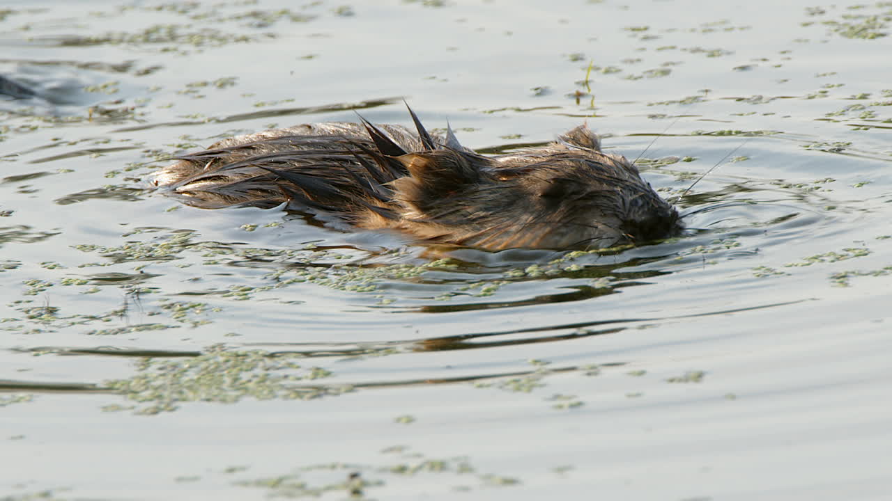 Closeup facing camera, wetland muskrat feeds in wetland pond water