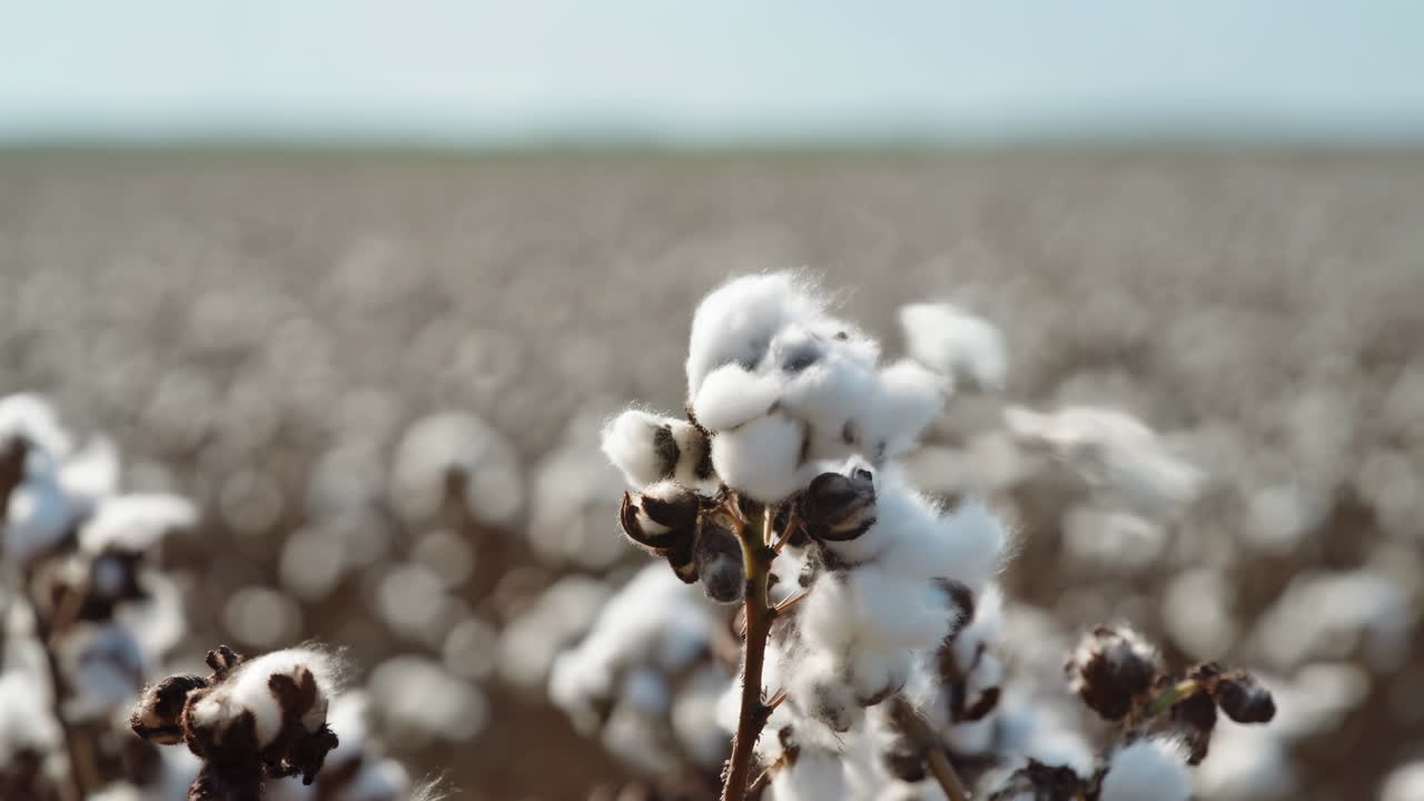 Primo piano di un campo di cotone, batuffoli soffici illuminati dal sole, messa a fuoco macro su un singolo batuffolo con file sfocate e morbide che si estendono