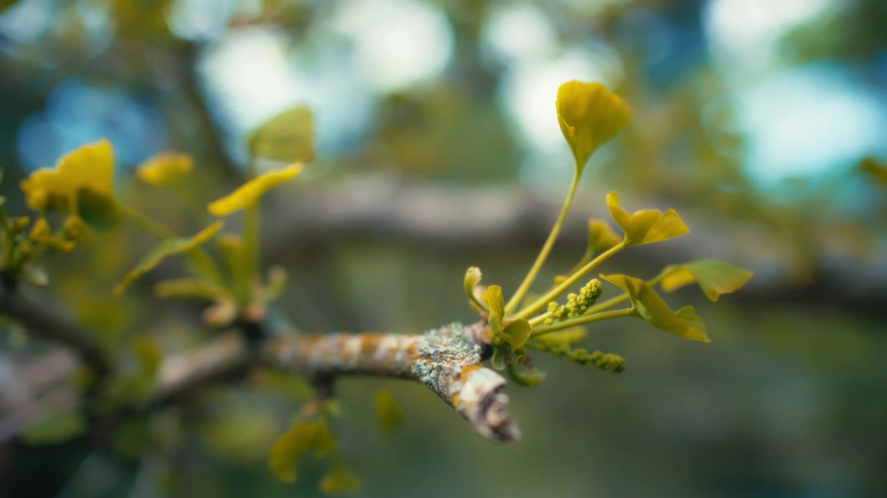 Gros plan d'une branche d'arbre avec de petites feuilles vertes