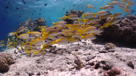 school of common bluestripe snappers swimming around a rocky seabed