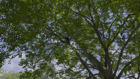 bird perched in tree at currumbin beach