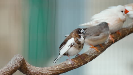 Society-And-Australian-Zebra-Finches-Perched-Together-On-A-Wood-At-Osan-Bird-Park-In-Osan,-South-Korea