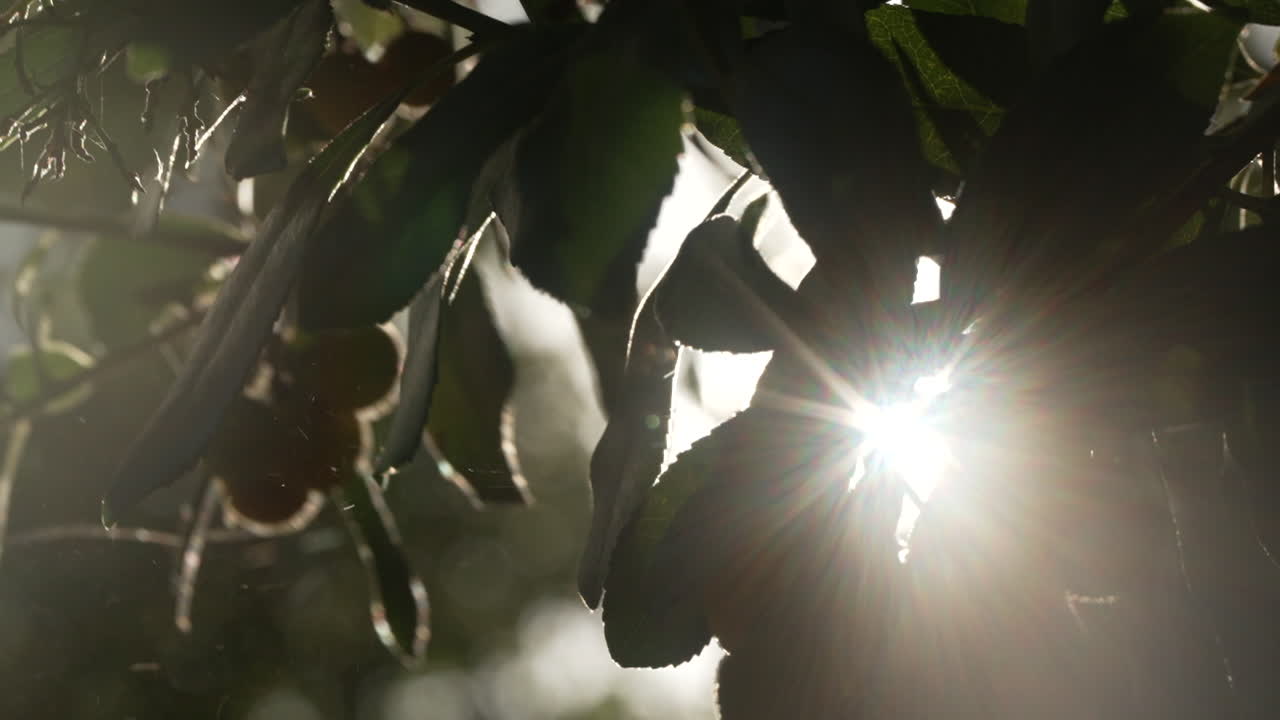 luz del sol asomándose a través de las hojas de los árboles